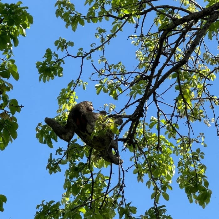 Un espacio lleno de buena energía donde Coco Salvaje te invita a ser parte de su equipo y dejar huella juntos.